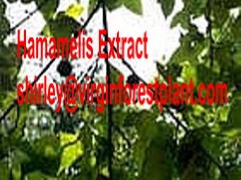 Hamamelis Extract (Shirley At Virginforestplant Dot Com) 